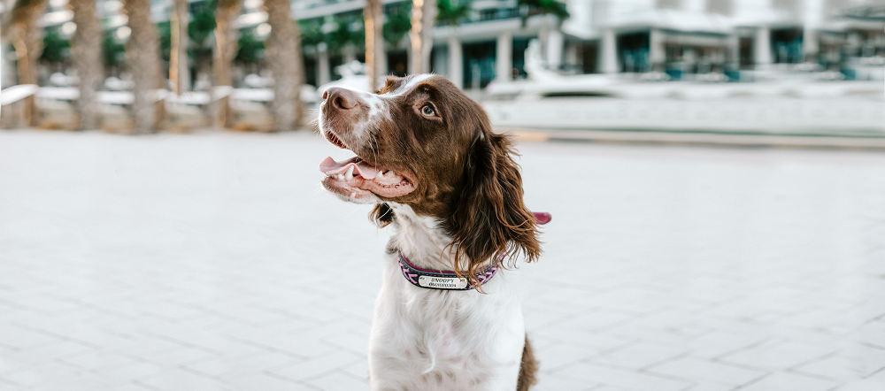 Gepersonaliseerde halsband - Gevlochten