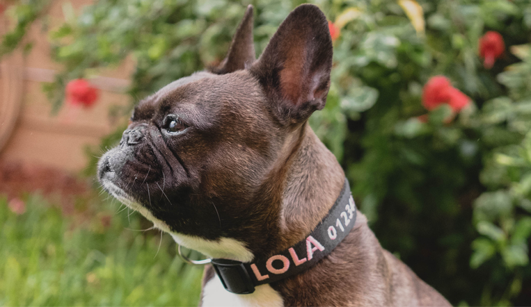 Gepersonaliseerde Halsband - Geborduurd