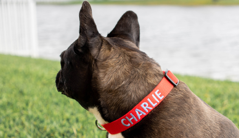 Gepersonaliseerde Halsband - Geborduurd